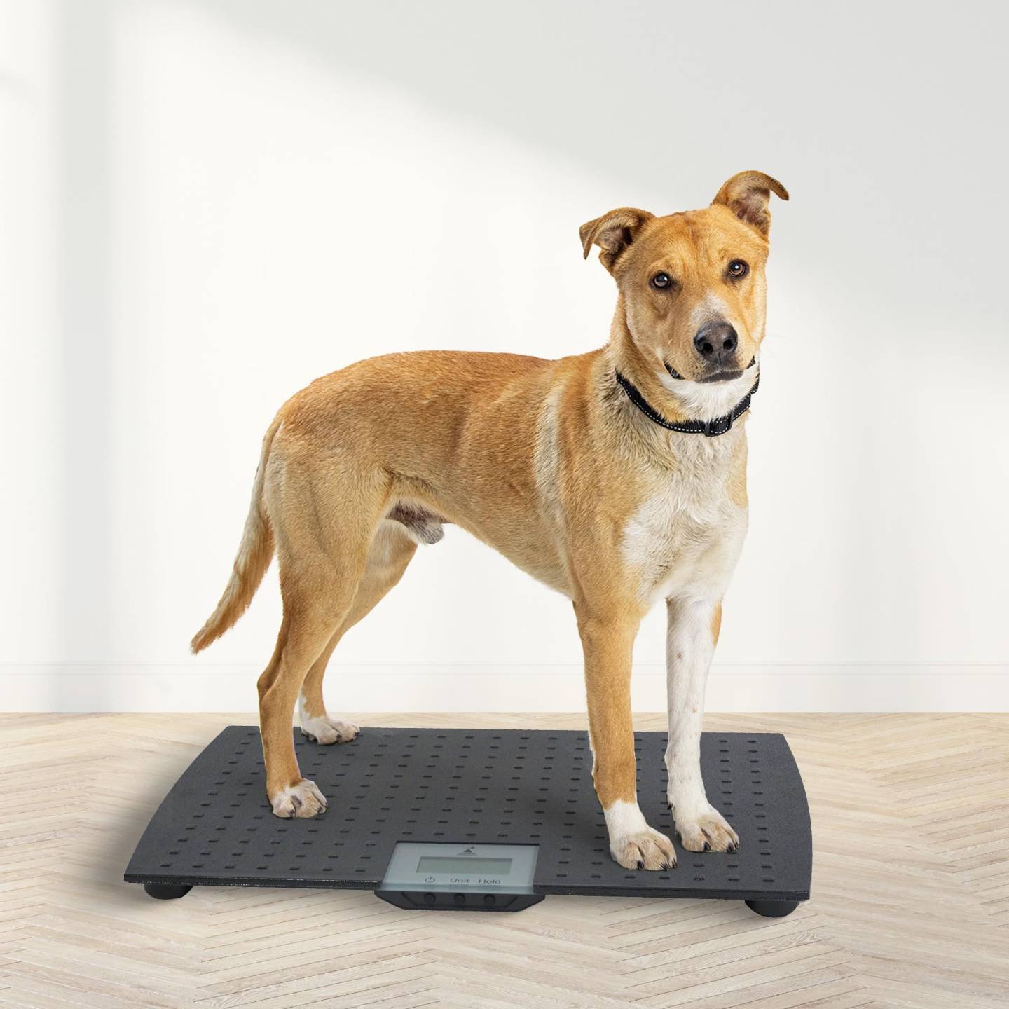 digital scale to weigh dogs with cancer diagnosis and track changes