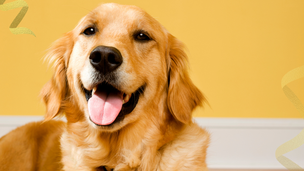 Integrating holistic care isn't just about supplements; it's about the daily experience of being a dog.