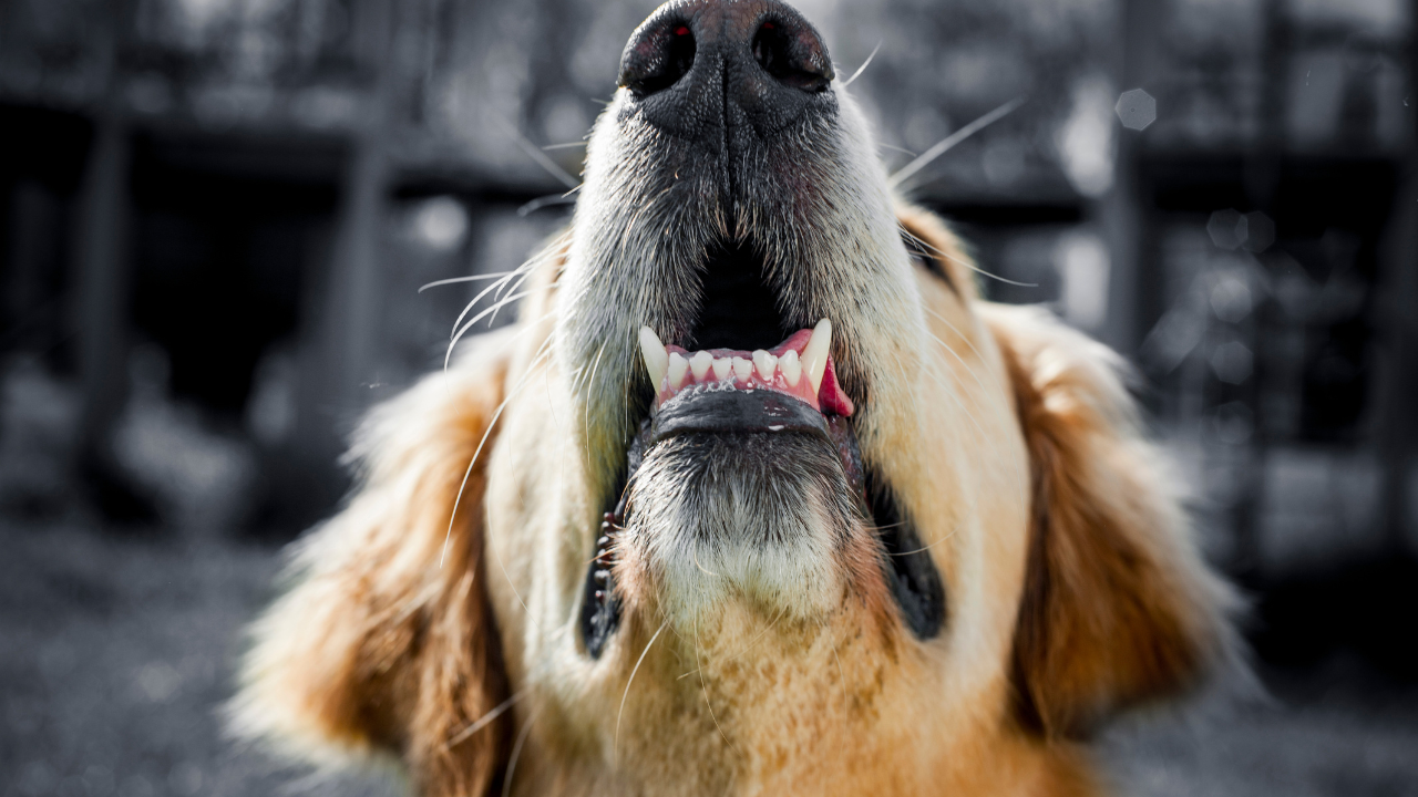 finding dogs lymph nodes to check for cancer