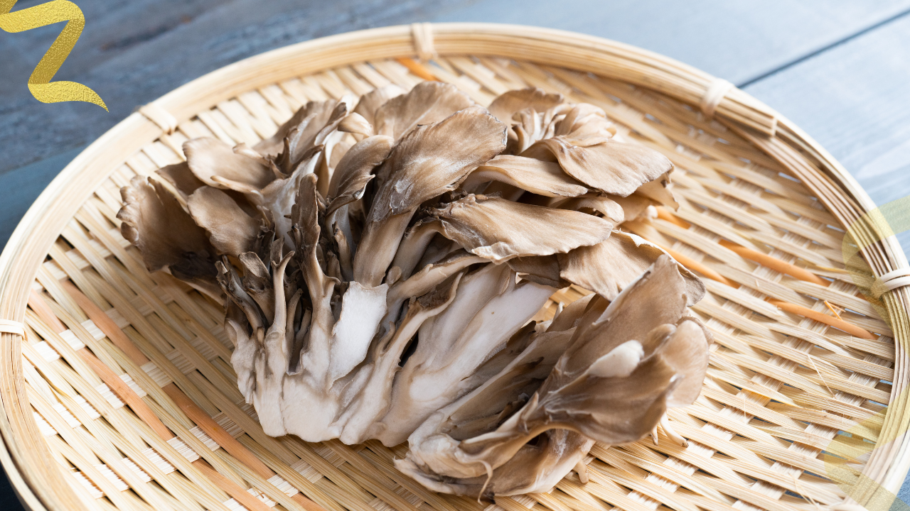 Maitake (Grifola frondosa) is an edible mushroom whose extracts are sold as immune supplements under names such as D-fraction and PETfraction.