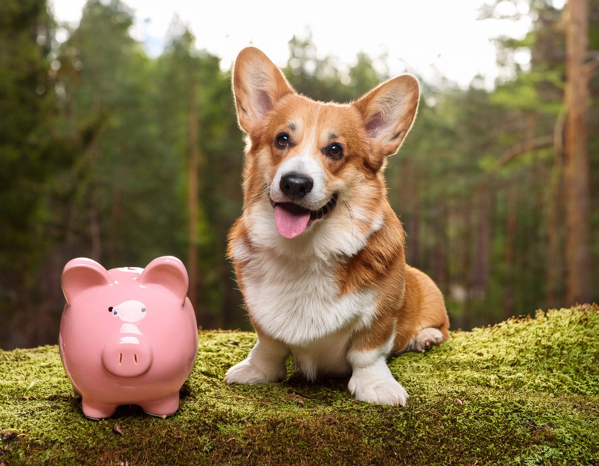 Earn money for referring dog lovers to dog cancer care classes online