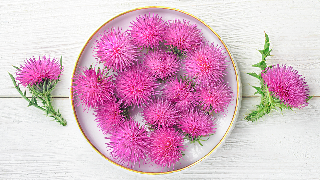 Milk thistle is a flowering plant, Silybum marianum, native to the Mediterranean. Its seeds contain a mixture of flavonolignan compounds collectively called silymarin. 