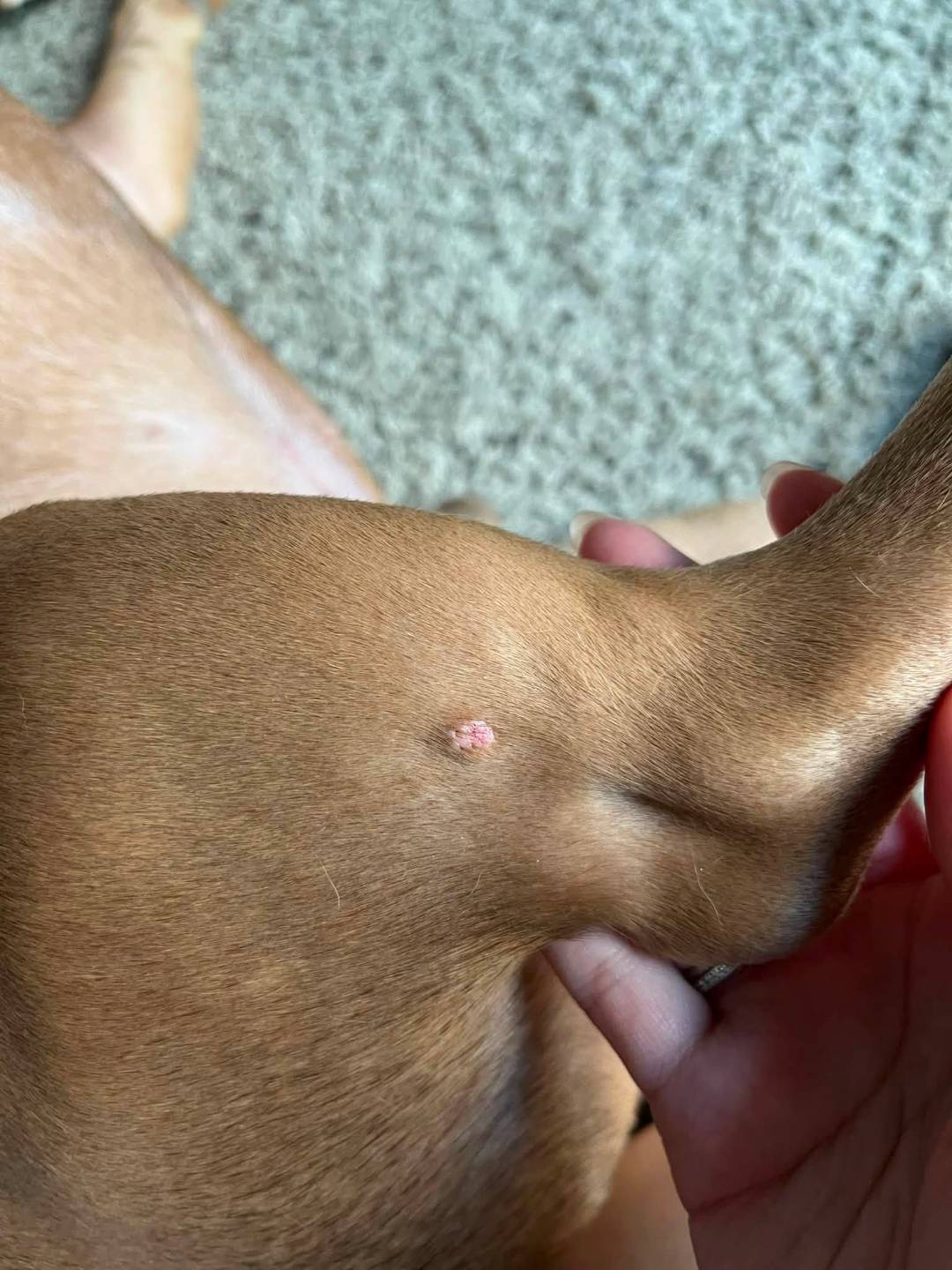 pet parent showing the beginning of a mast cell tumor