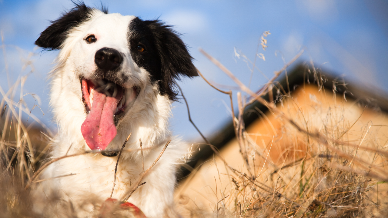 reduce your dog's cancer risk with these simple steps