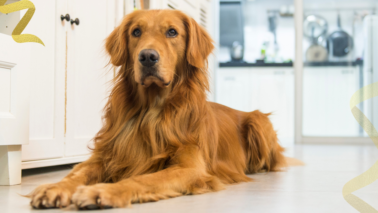 learn the life expectancy for a dog diagnosed with hemangiosarcoma