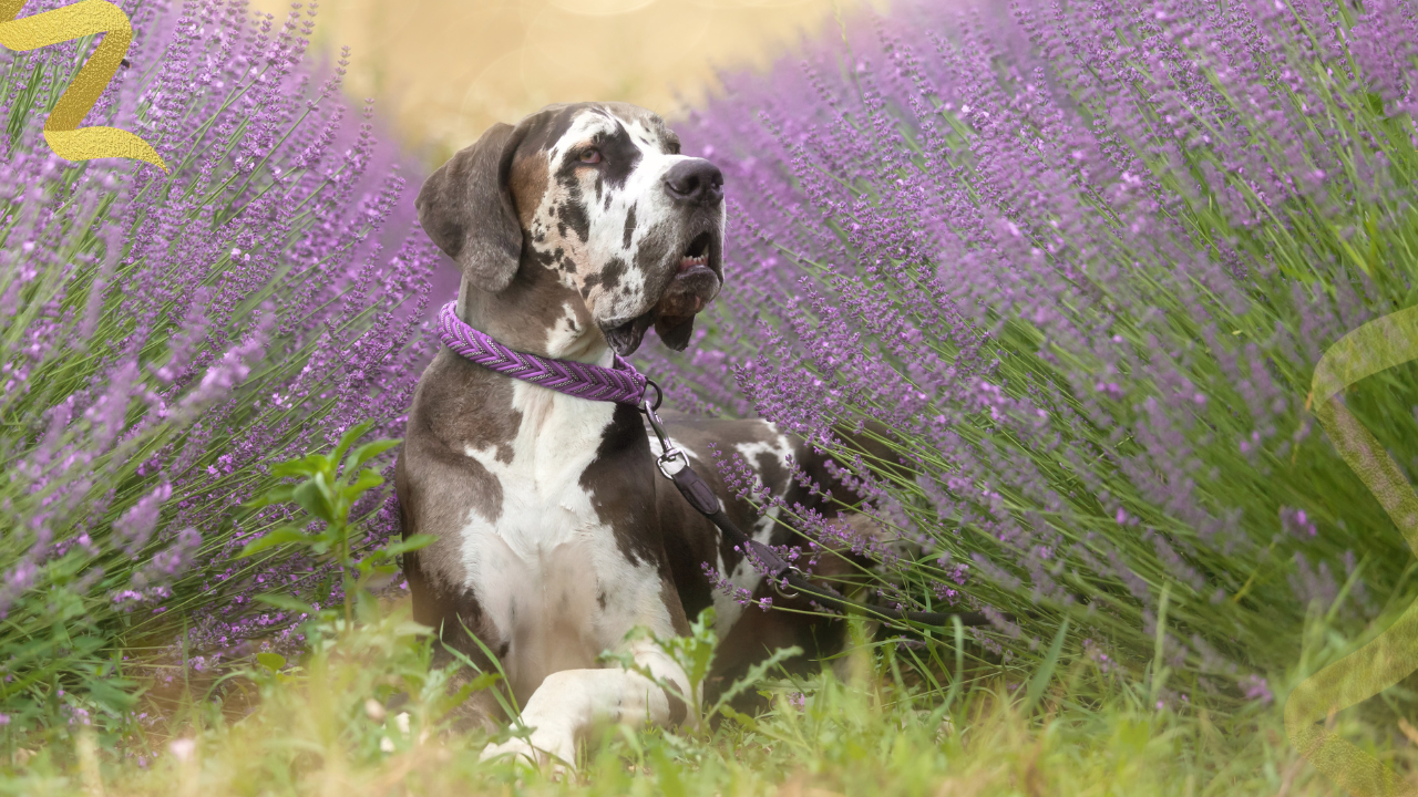 Osteosarcoma (OSA) is the most common primary bone tumor in dogs, accounting for approximately 85 percent of all skeletal malignancies in the species.