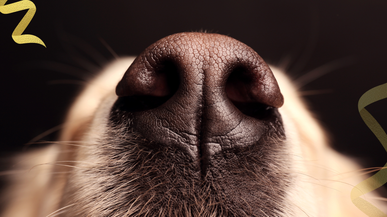 Common Dog Nose Cancer Symptoms to look for