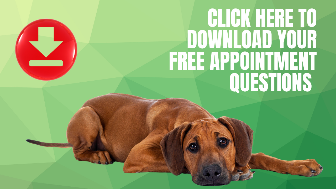 questions to ask at your dog's cancer appointment with the veterinarian
