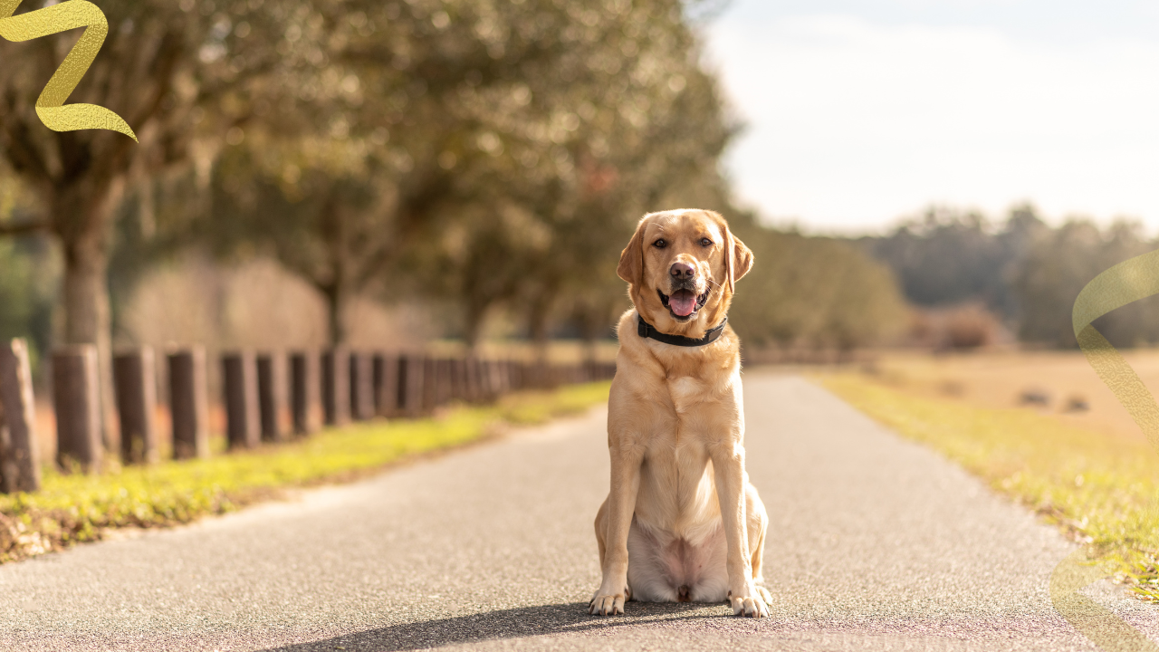 learning the role of a veterinary internist