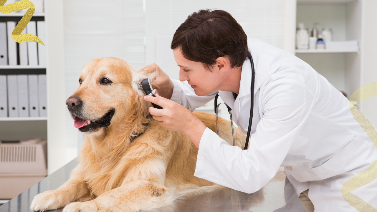 Board-certified veterinary oncologists first become veterinarians and then complete advanced specialty training.