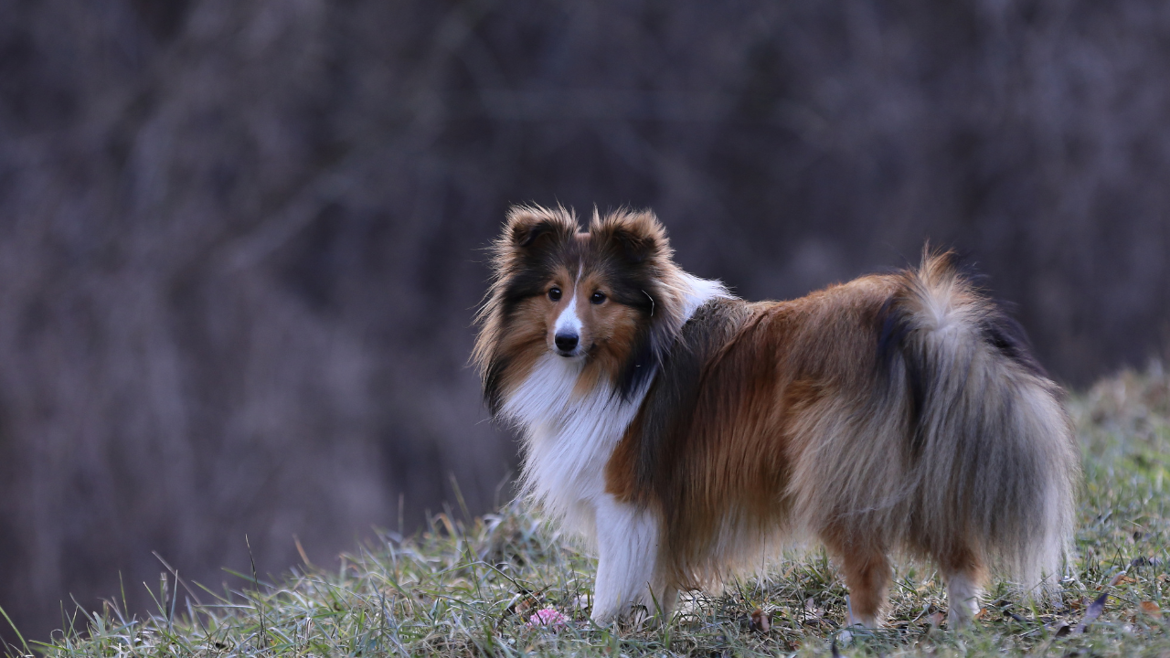 Vinblastine is a chemotherapy drug used in dogs