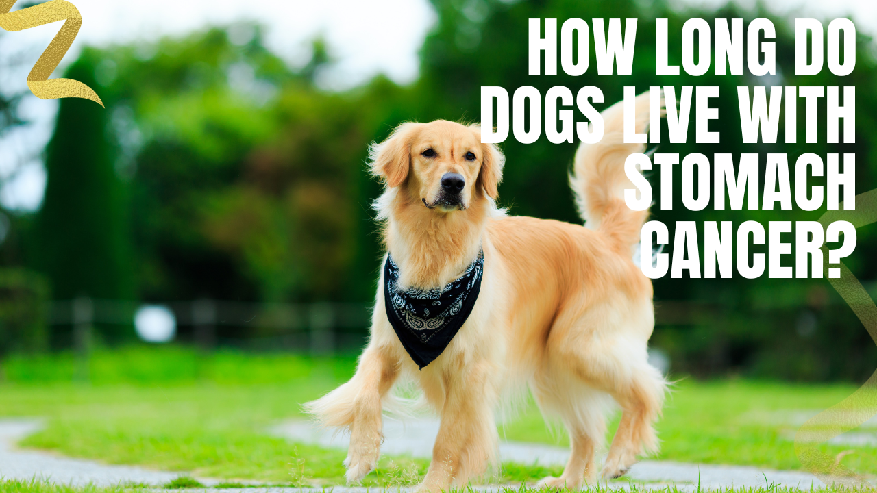 How Long Do Dogs Live With Stomach Cancer?