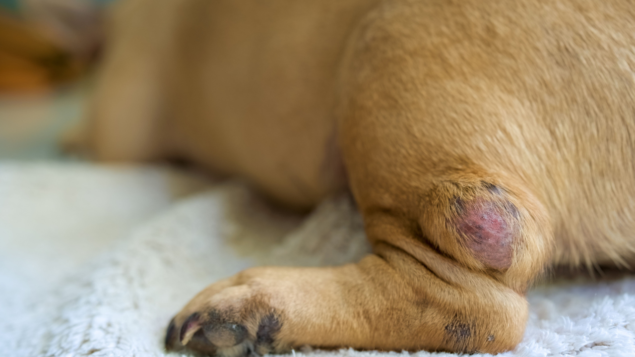 get all lumps and bumps on your dog checked by a veterinarian
