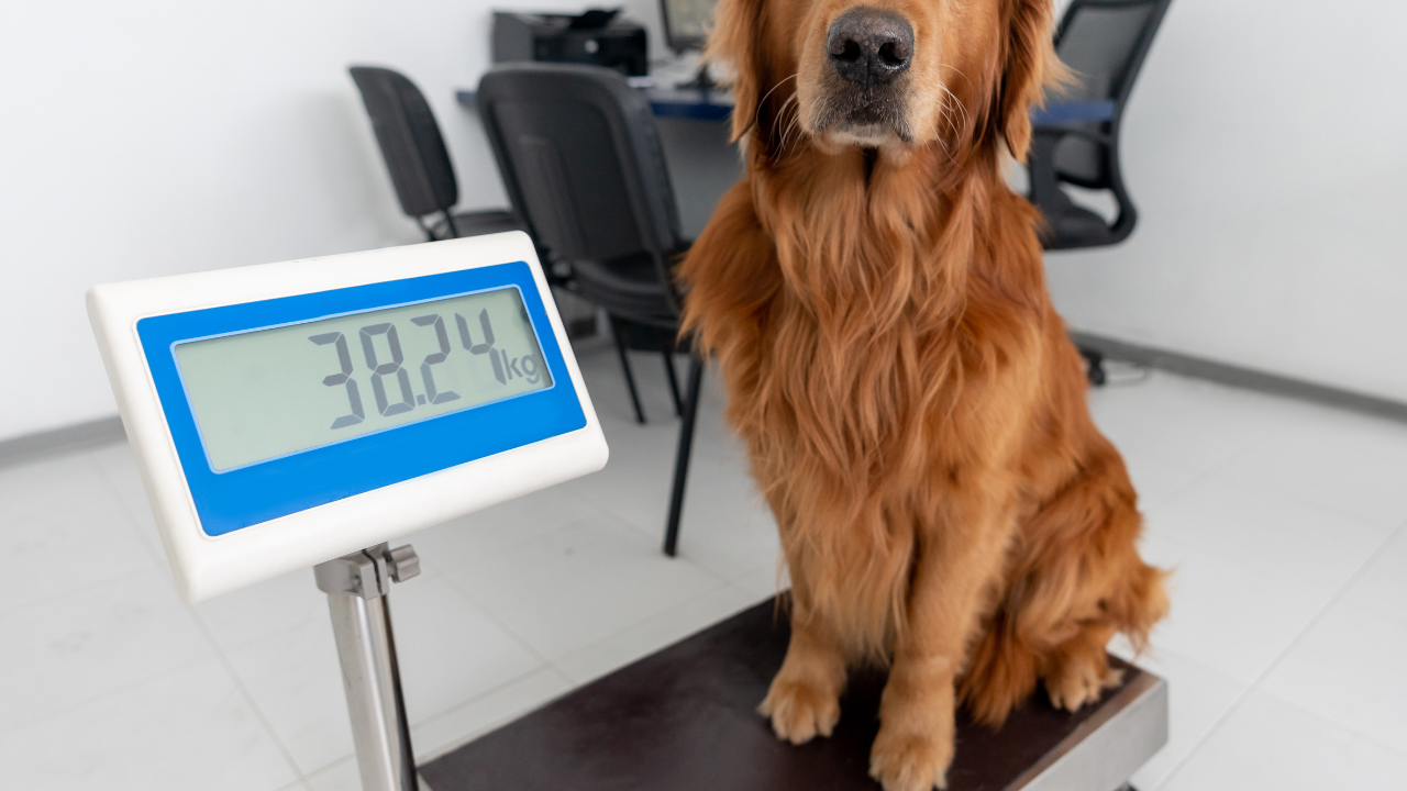 schedule an appointment with your veterinarian if there are persistent signs or symptoms