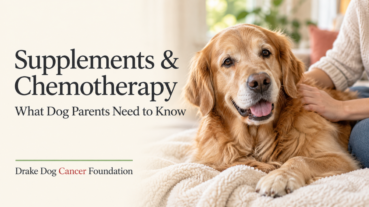 Learn which supplements may interfere with chemotherapy in dogs and what to ask your veterinary oncologist before giving herbs, vitamins, or CBD.