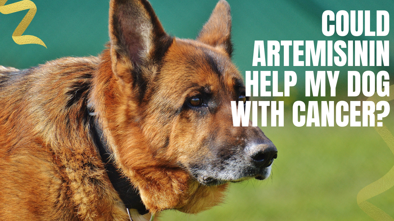Could Artemisinin Help My Dog with Cancer