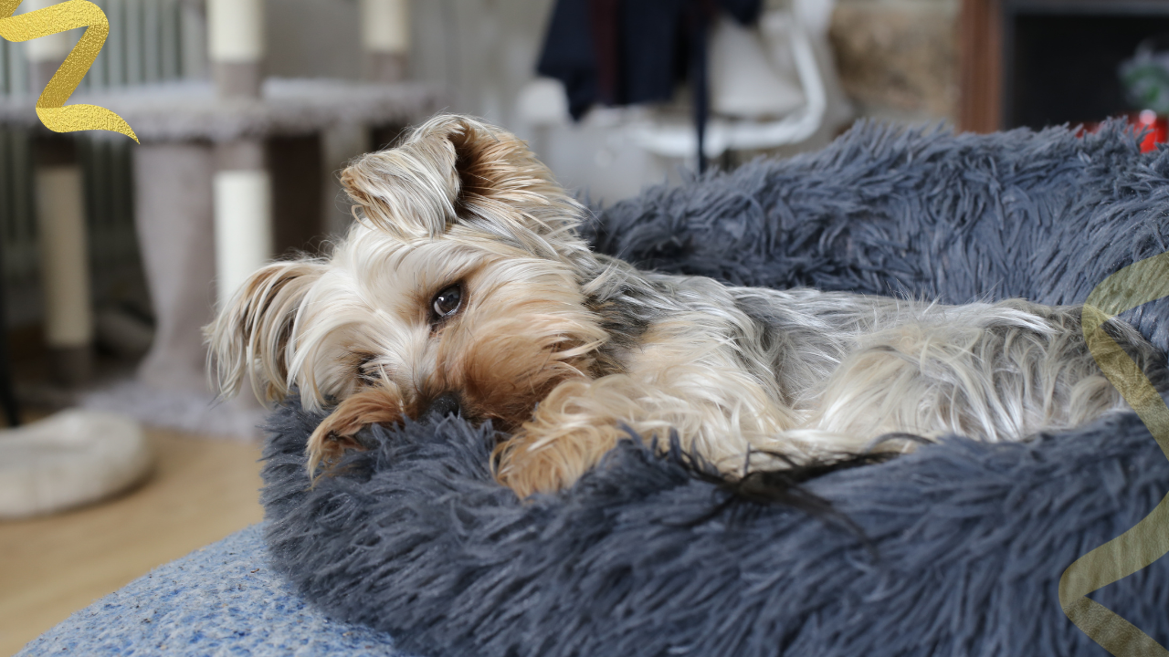does cancer cause vomiting in our dogs?
