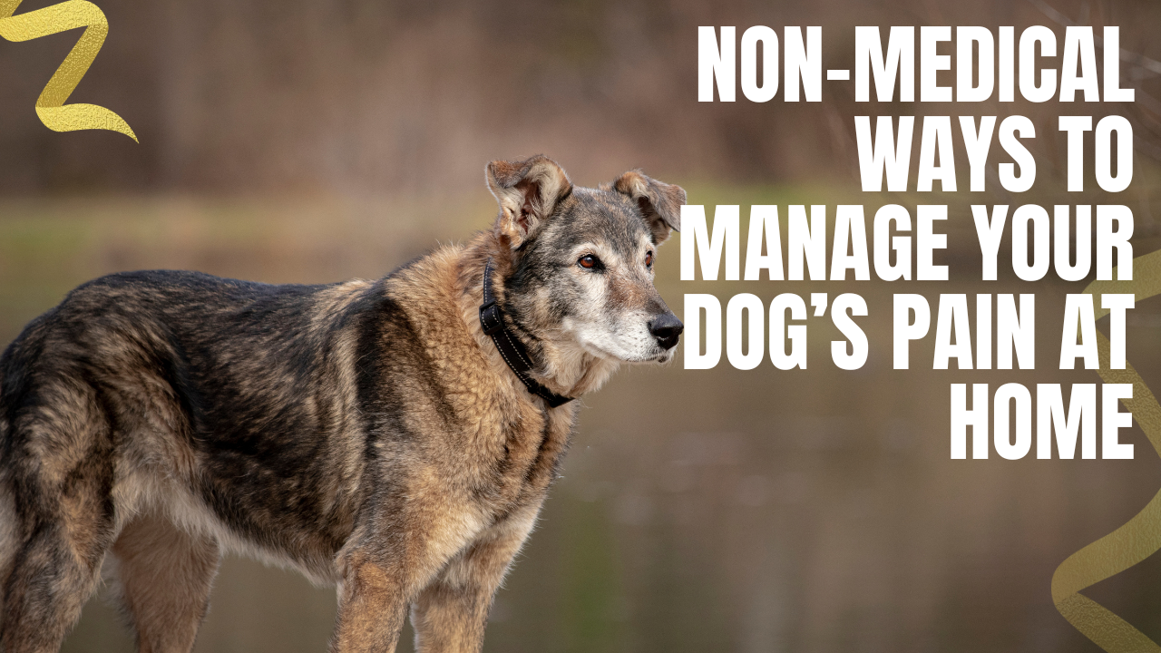 non medical ways to support your dog at home and manage their pain