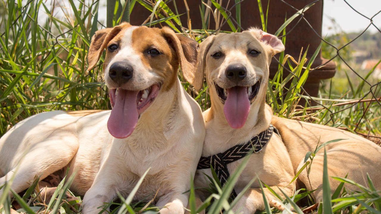 Antibiotics and Dogs: Rita Hogan’s Gut Recovery Advice