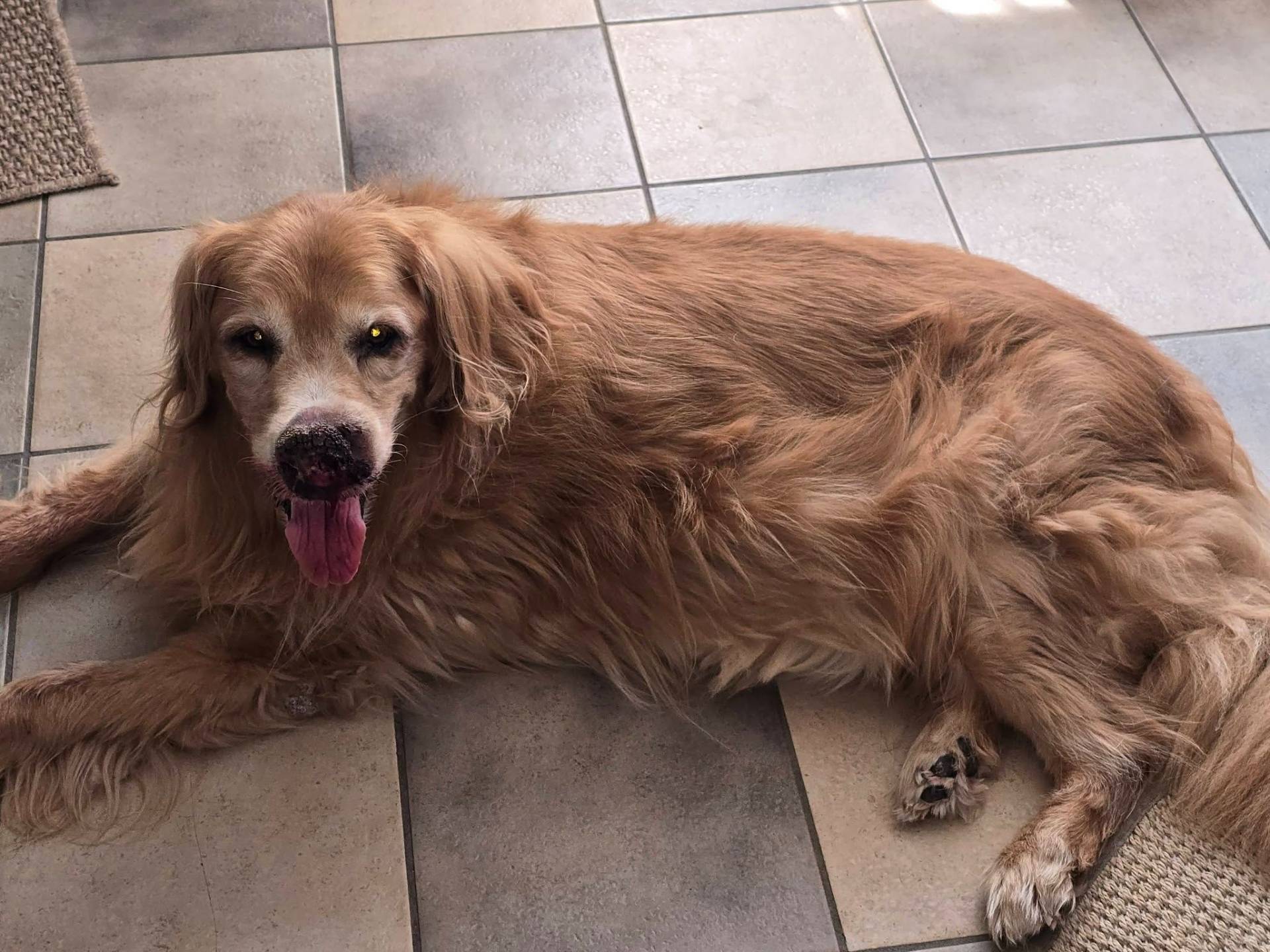 image of nasal cancer in dogs, Heather Klein-Swiger