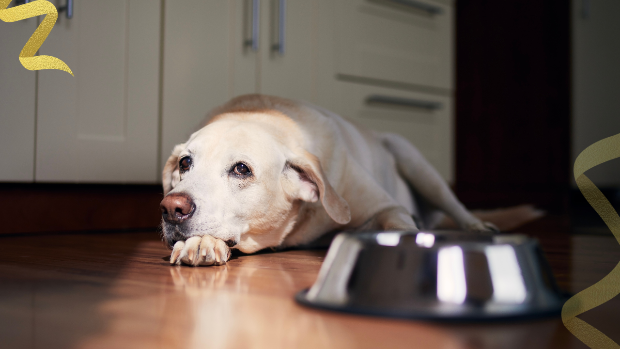 The most common signs of stomach cancer in dogs include vomiting, anorexia, and weight loss.