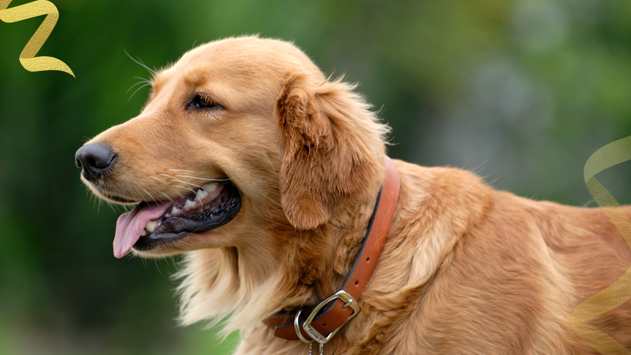 How do I know if my dog has cancer?