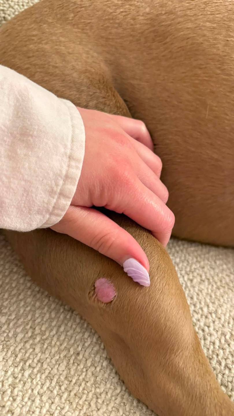 mast cell tumor image from pet parent dog cancer community