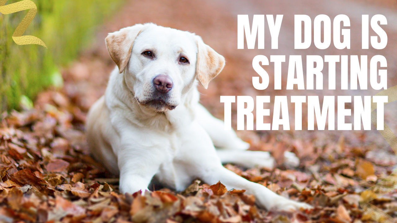 take these steps to reduce your dog's cancer risk