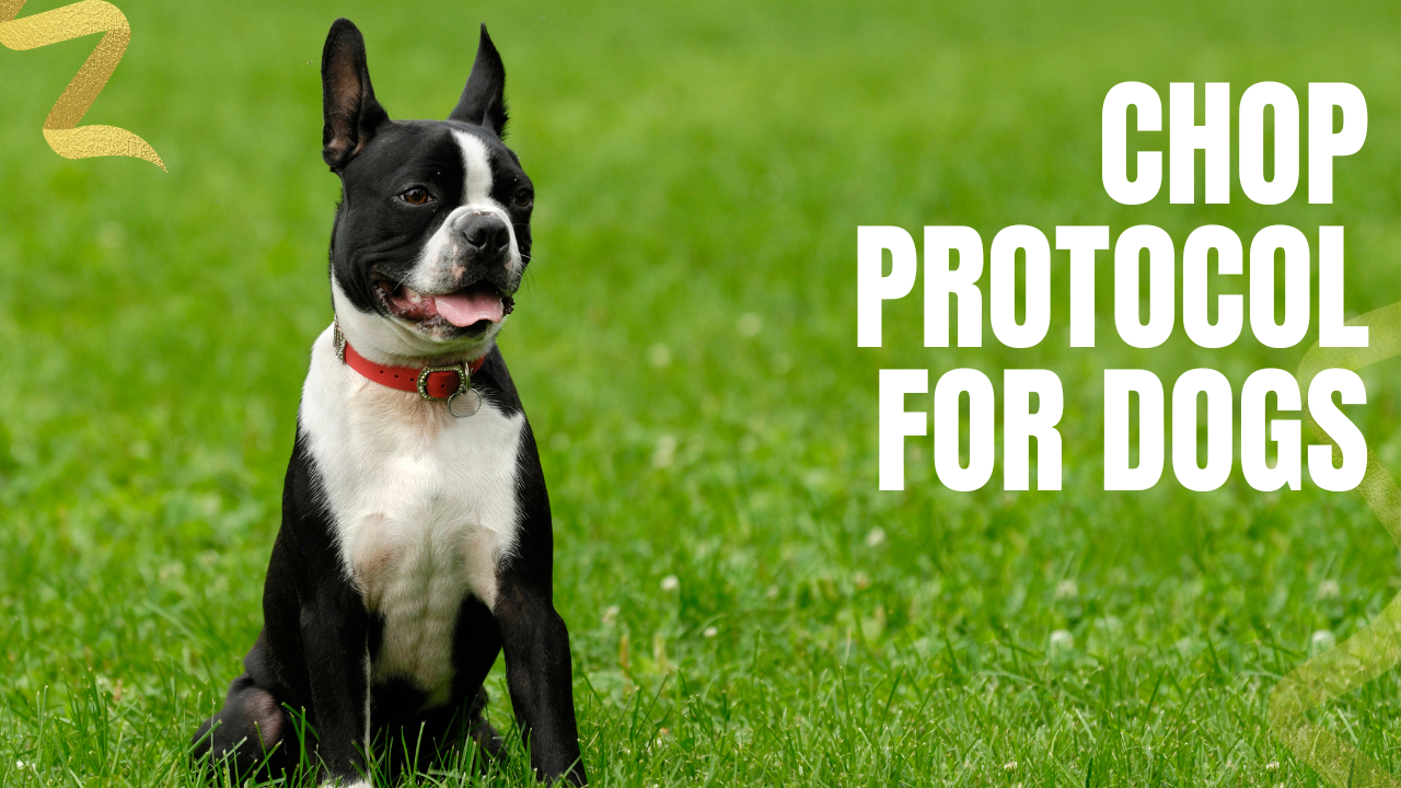 a pet parents guide to the chop protocol for dogs with cancer