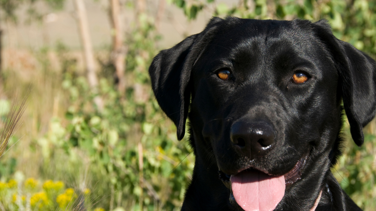 Which Cancers Have the Best Prognosis in Dogs?