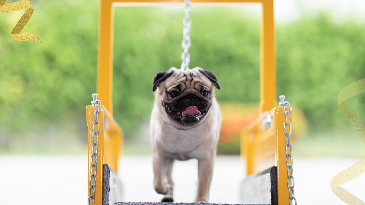 canine rehabilitation professionals vary in their education and expertise but many have experience in physical therapy