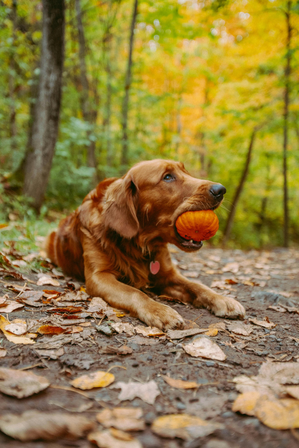 dog cancer supplements and dog cancer diet