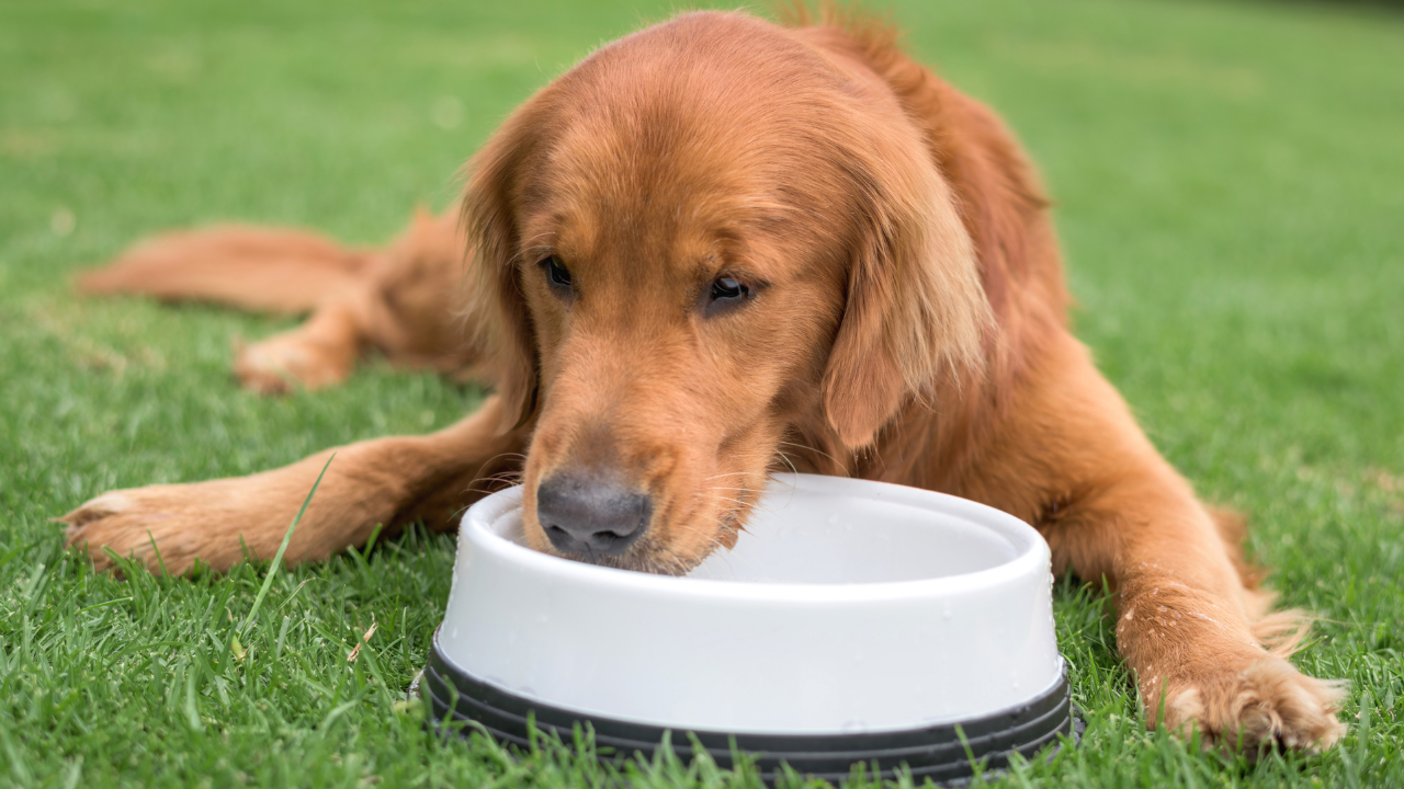 does cancer make dogs drink more water