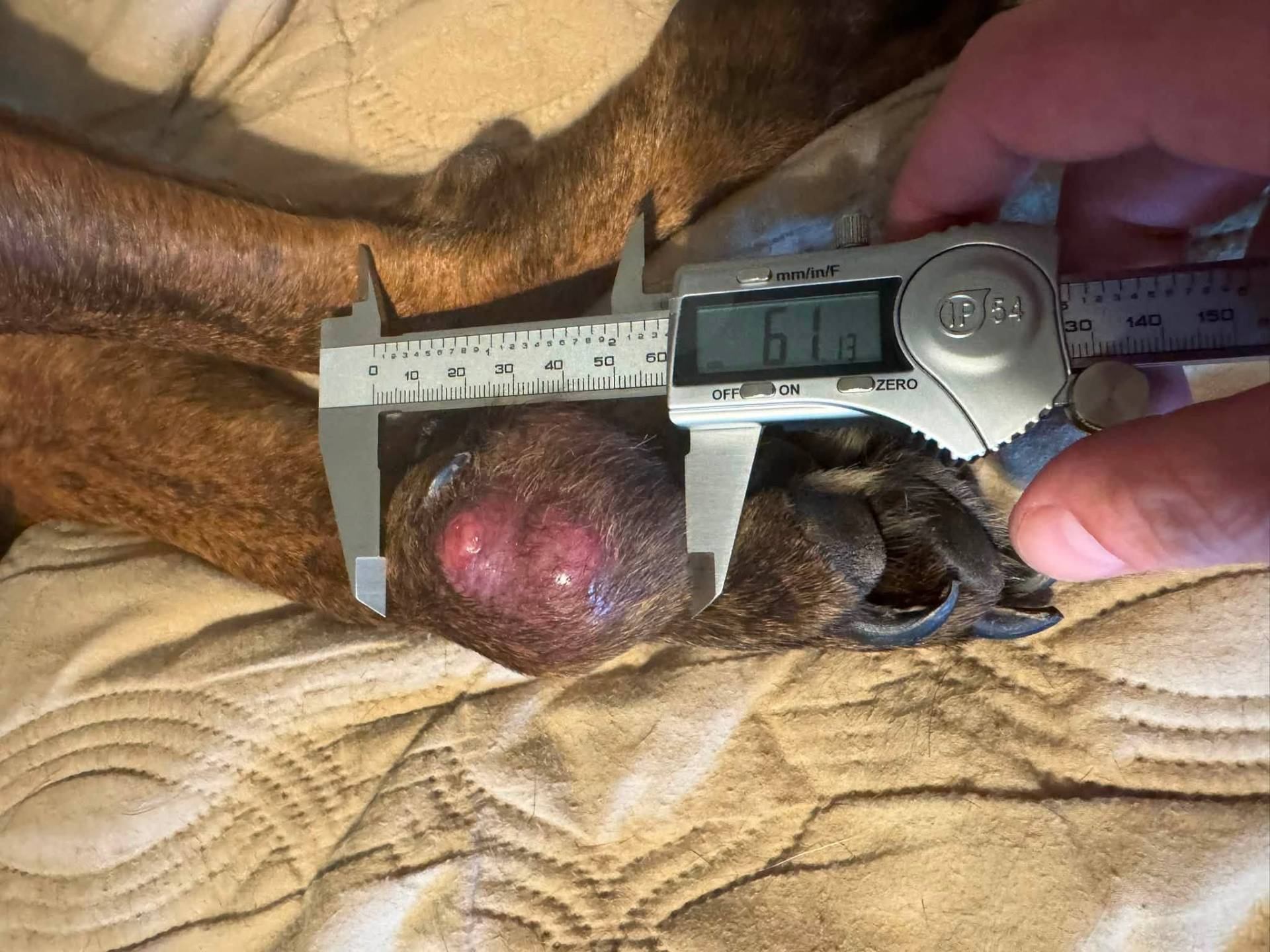 SantoyoSanti Mast Cell Tumor from Facebook