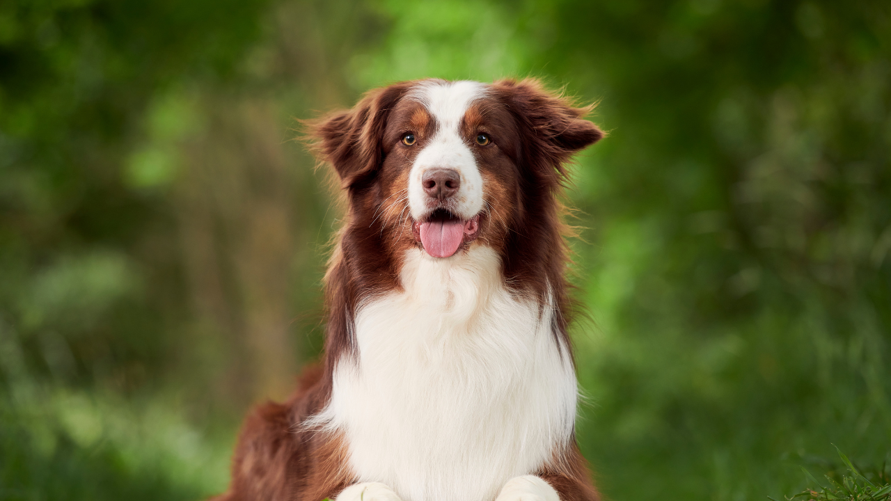 Join the Drake Dog Cancer Community with the Drake Dog Cancer Foundation and Founder Amber L. Drake to connect with pet parents and dog cancer professionals