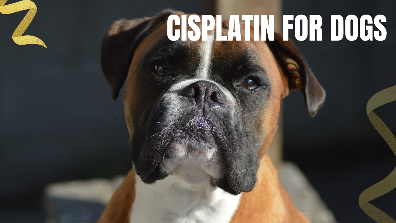 Is cisplatin right for your dog's cancer? Learn what this potent chemo treats, what to expect, and the side effects every owner should know.