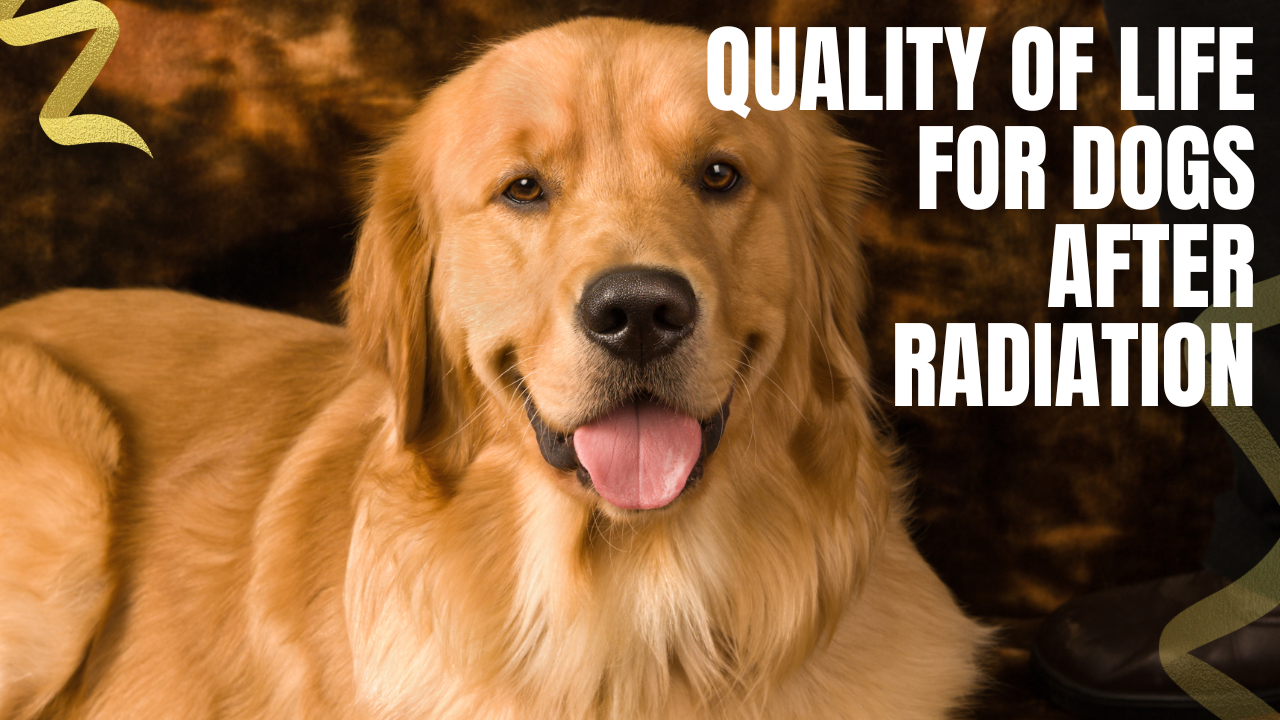 what is the quality of life of dogs after radiation treatment