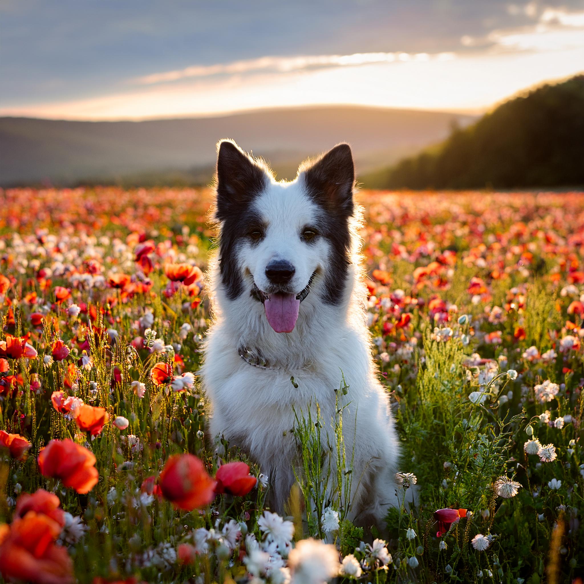 Online course for dogs with cancer certificate