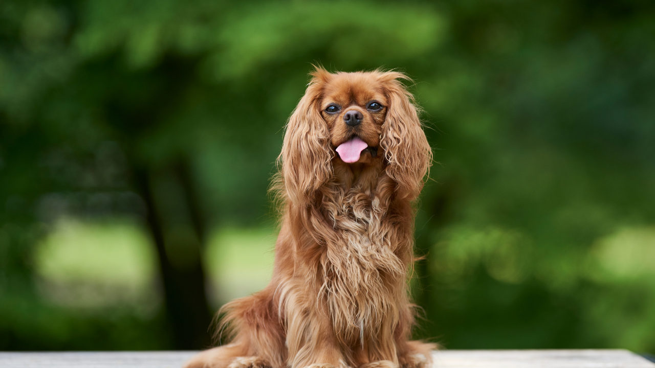 How does Palladia work for dogs with cancer?