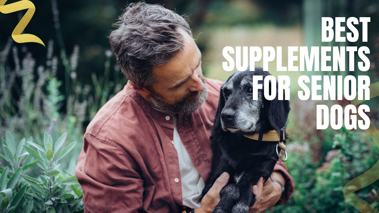 Best Supplements for Senior Dogs