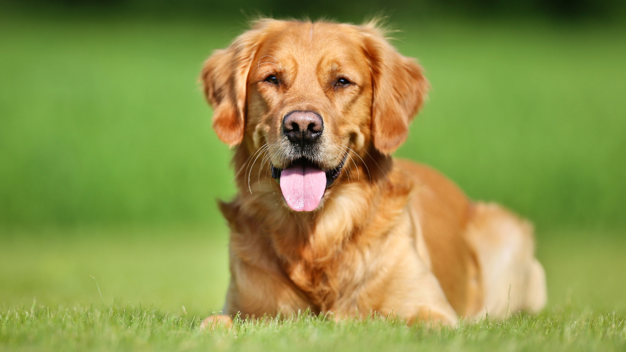 how spaying or neutering impacts the risk of dog cancer