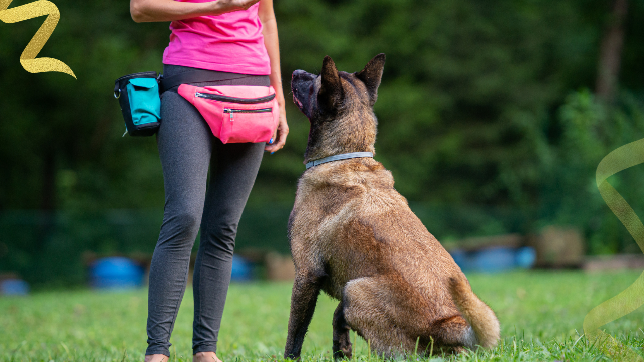 dog trainer helps dogs using positive reinforcement techniques to promote good behavior