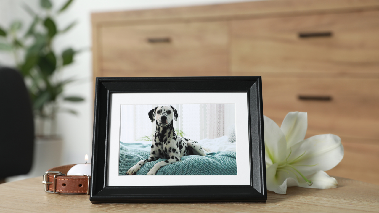 remembering your dog and dealing with grief after loss