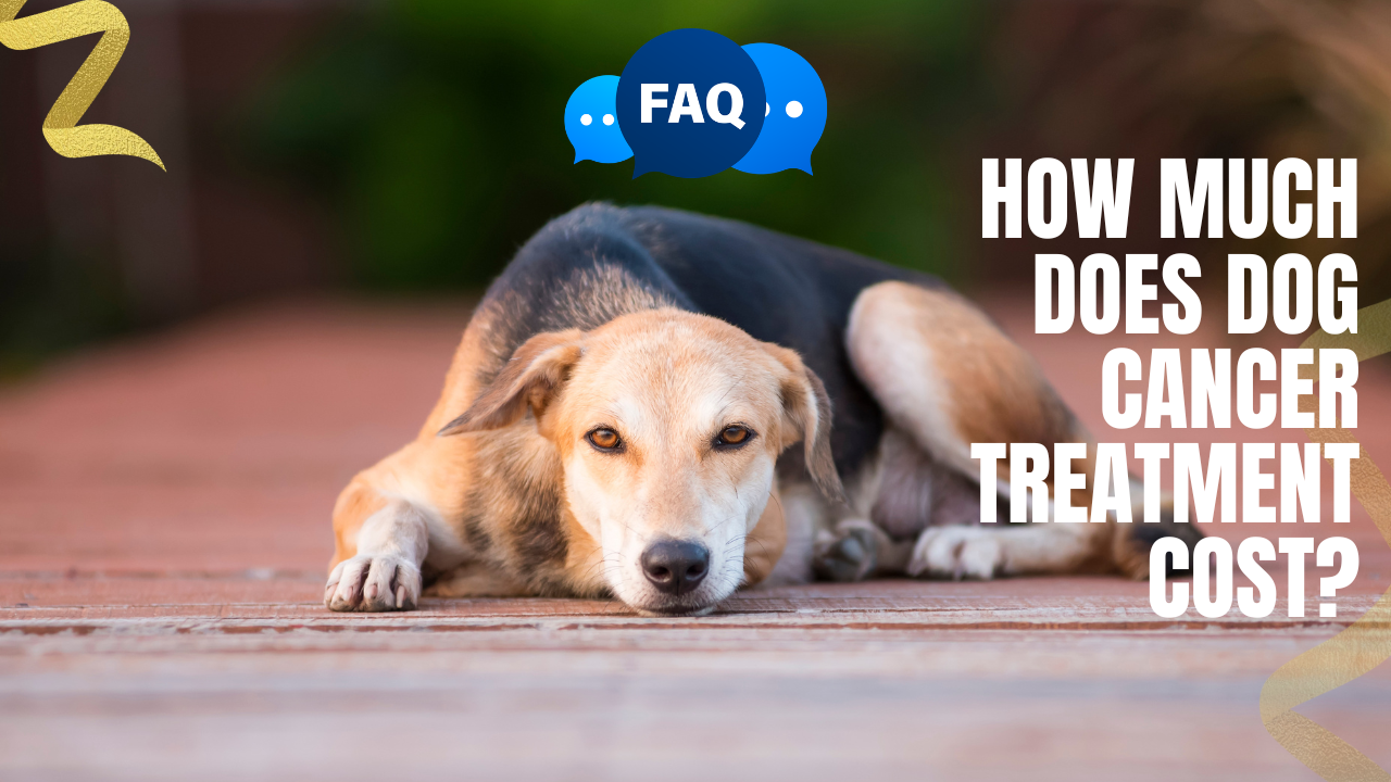 dog cancer treatment cost