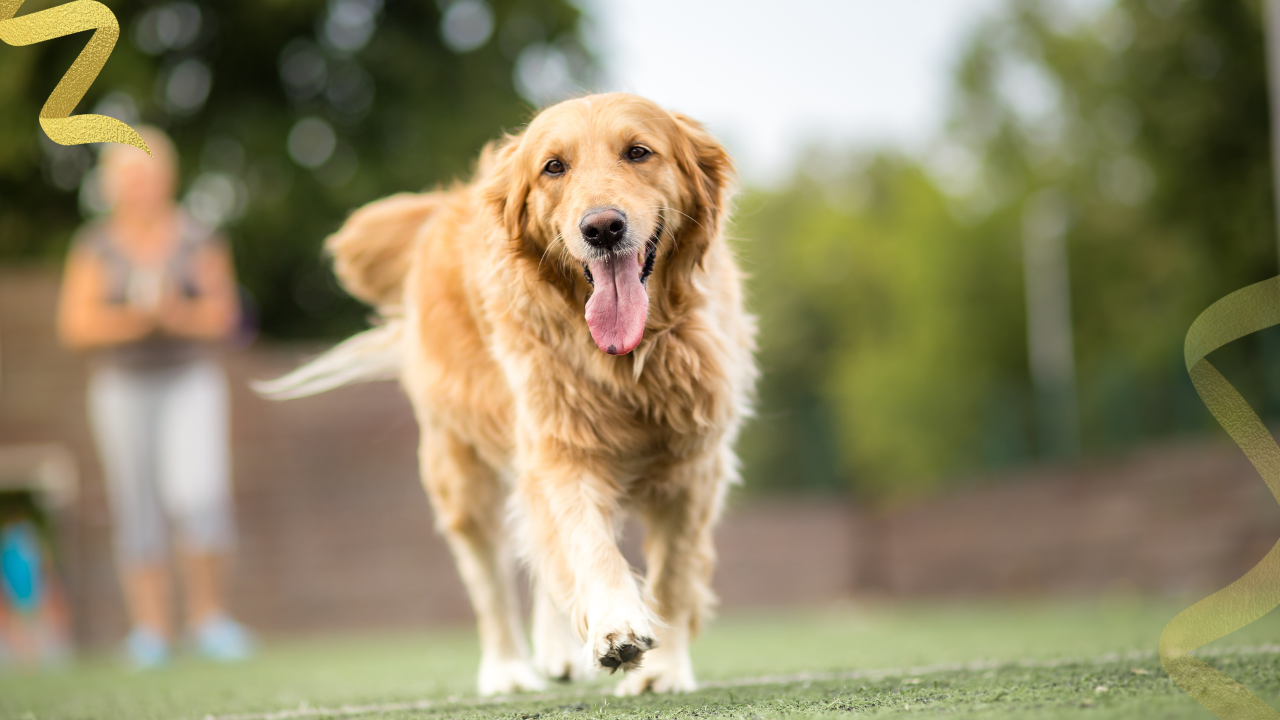 Cancer shows up in Golden Retrievers often enough that veterinarians treat it as a breed-level health pattern, not a string of unrelated bad luck.