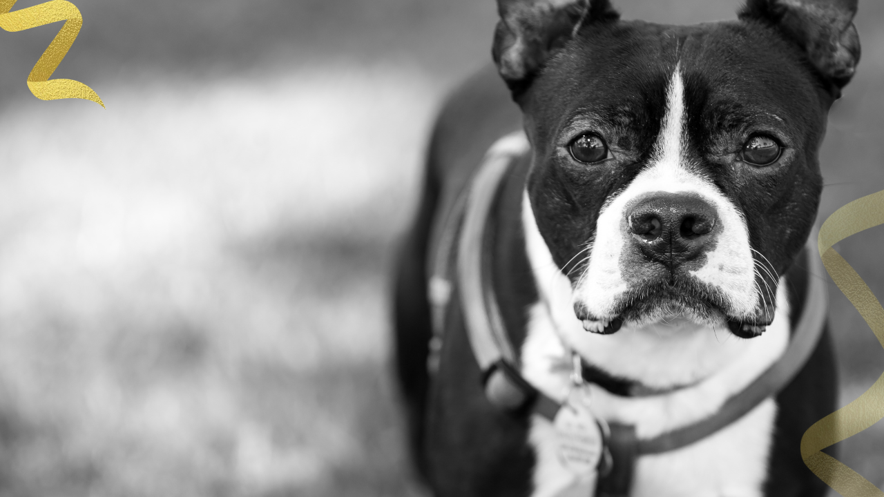 Gabapentin for dogs has become commonplace for managing chronic pain, anxiety, and seizures, but the story behind this drug raises critical concerns that deserve careful consideration alongside the experiences of veterinarians who use it daily.