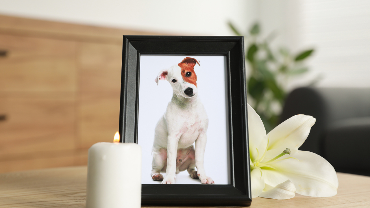pet loss grief counseling certificate