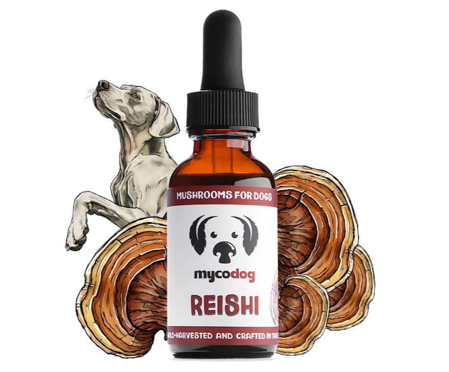 Known as a powerful contributor to a balanced immune response, vitality, longevity, and overall wellness, Reishi tincture happens to also be excellent used as dog & cat calming drops.
