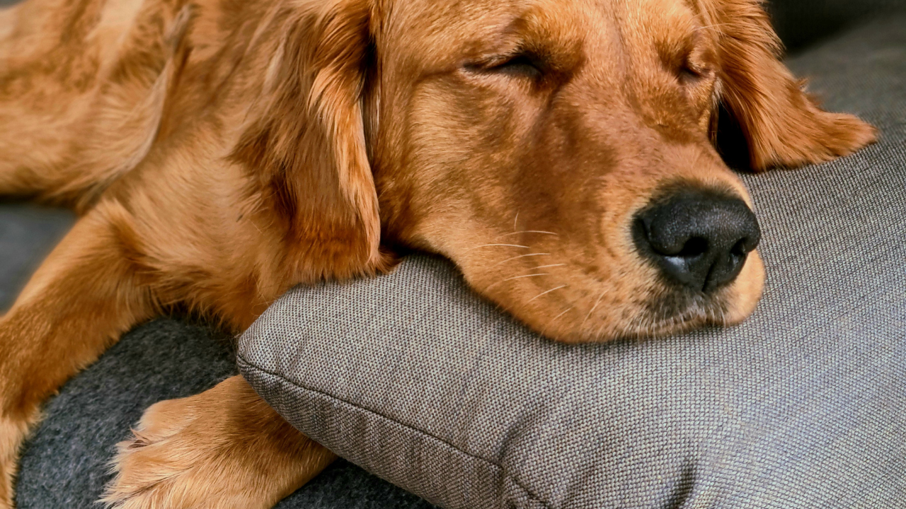 Why Is My Dog With Cancer Shaking or Trembling?