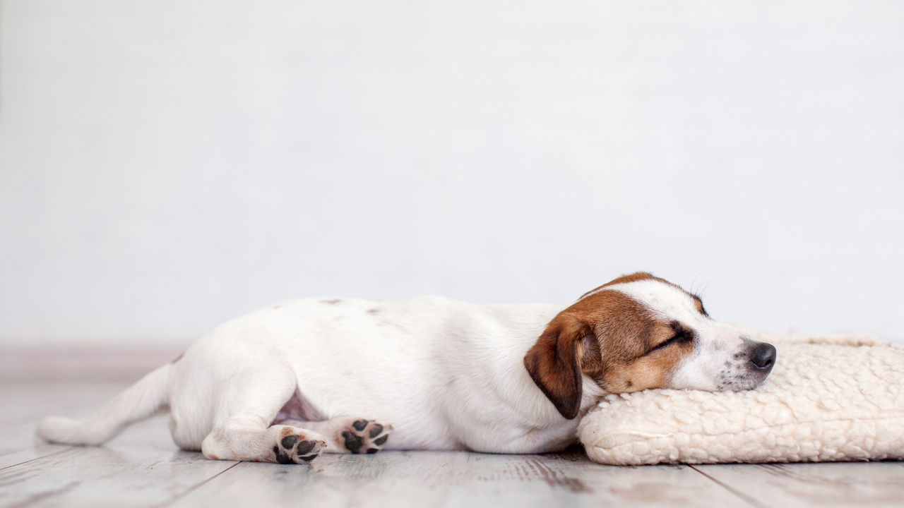 secondhand smoke can be dangerous to dogs and increases their cancer risk